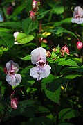 IMG_2429