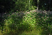 IMG_2644