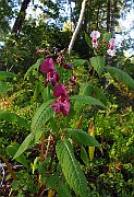 IMG_2645