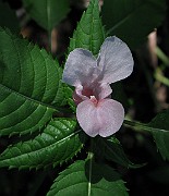 IMG_3678