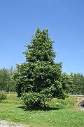IMG_0067