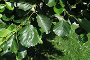 IMG_0068
