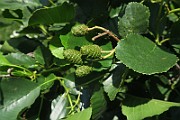 IMG_0069