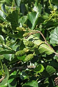 IMG_0070