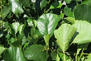IMG_0071