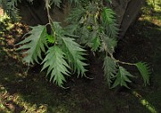 IMG_0706