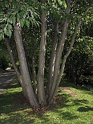 IMG_0710