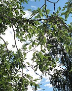 IMG_0712