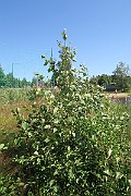 IMG_0055