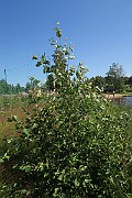 IMG_0056