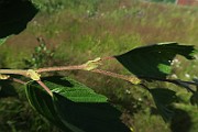 IMG_0057