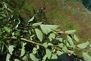 IMG_0060