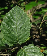 IMG_7048