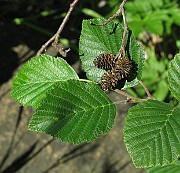 IMG_7049