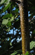 IMG_8751