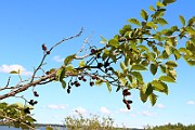 IMG_9371