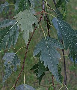IMG_3064