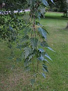IMG_3065