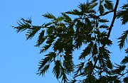 IMG_7021