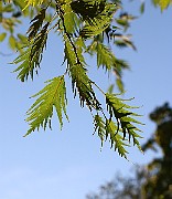 IMG_7024