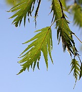 IMG_7025