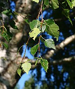 IMG_1588