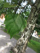 IMG_2722