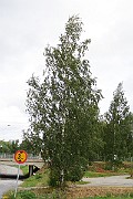 IMG_7288