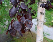 IMG_6791