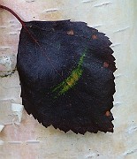 IMG_6793