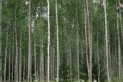 IMG_2518