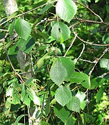 IMG_7083