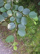 Alnus incana