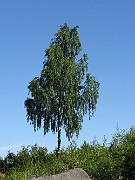 Betula pendula