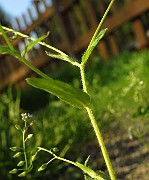 IMG_1699