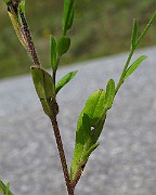 IMG_2988