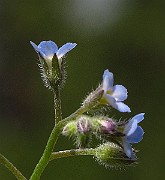 IMG_2993