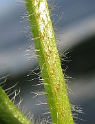 IMG_2742