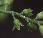 IMG_1343