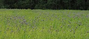 IMG_0246