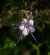 IMG_6150