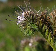 IMG_6151