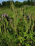 IMG_6152