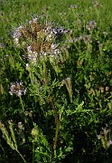 IMG_6154