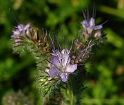 IMG_6156