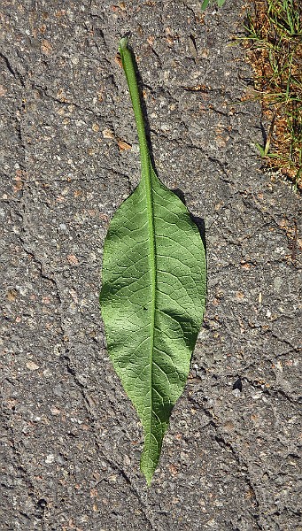 IMG_1832.JPG -                                