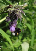 IMG_7166
