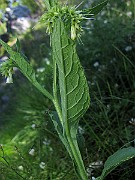 IMG_4218
