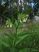 IMG_4425