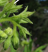IMG_4426
